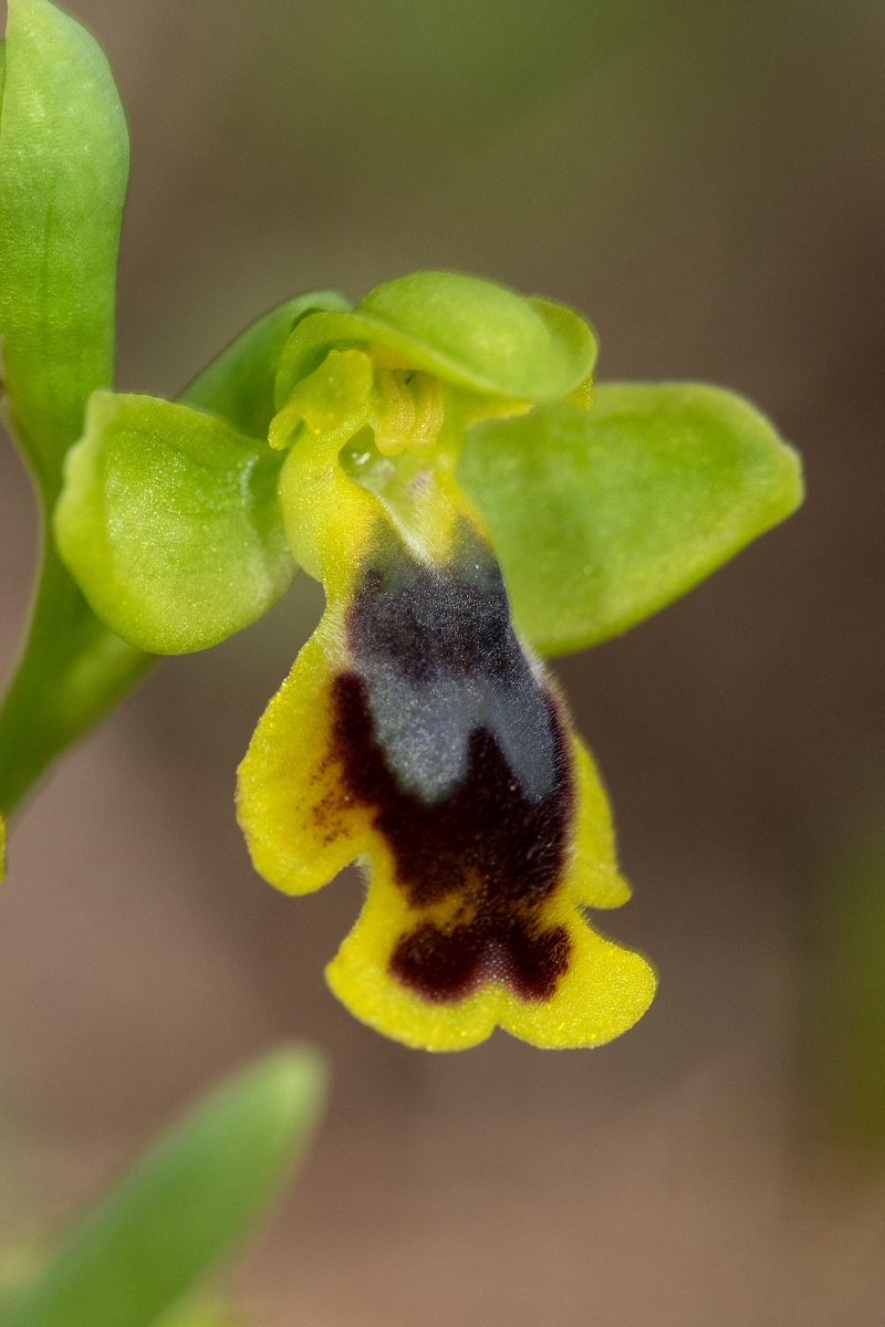 Ophrys liveranii