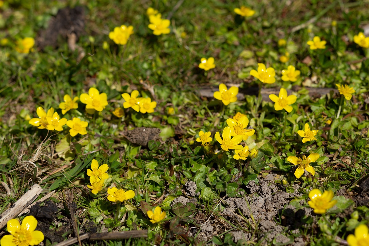 Ranunculus cordiger vom trockeneren Randbereich des „Weißen Sees“