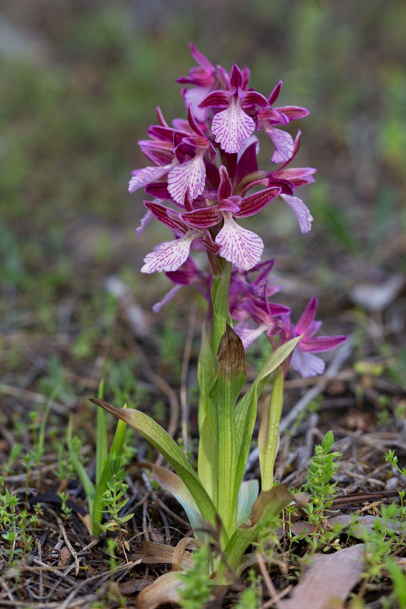 Anacamptis papilionacea var. vexillifera