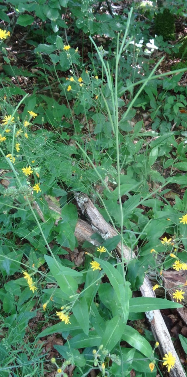 Habitus