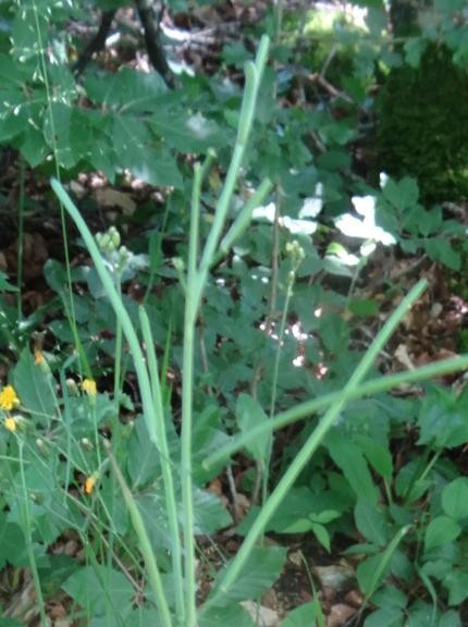 fehlende Blüten
