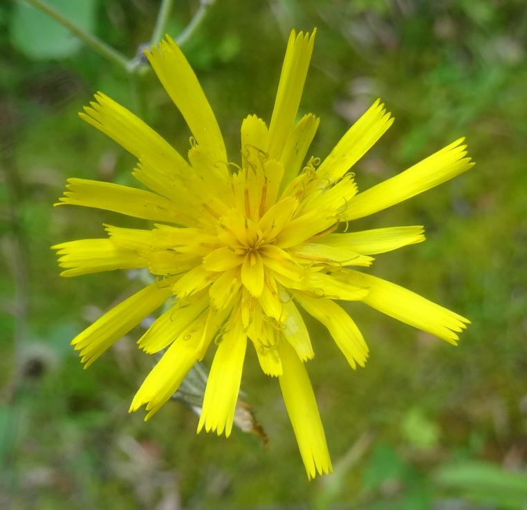 (2) Blüte.JPG