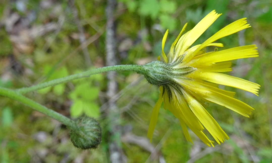 (3) Kelch und Knospe.JPG