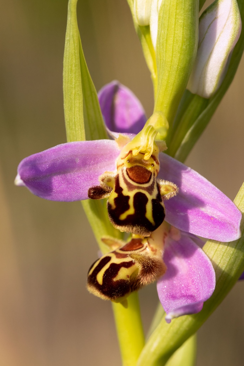 Ophrys apifera war auch schon blühend am Straßenrand in Strandnähe zu finden