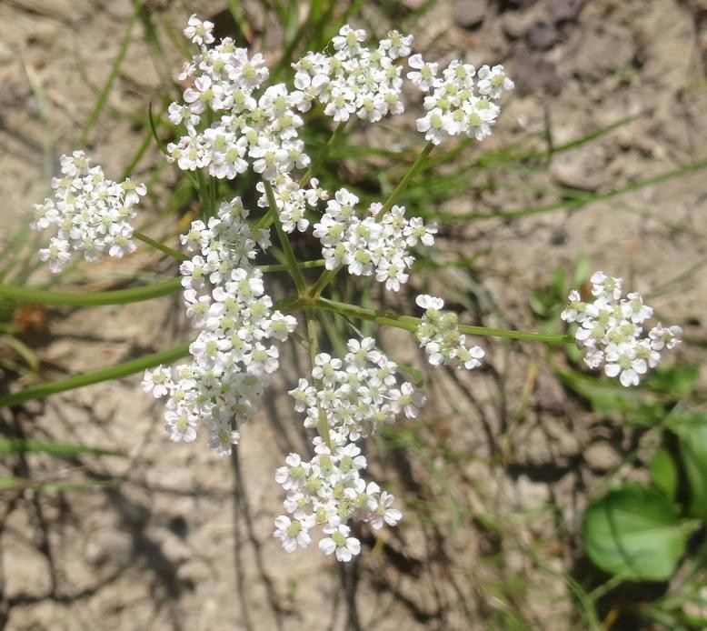 (1) Blüten.jpg