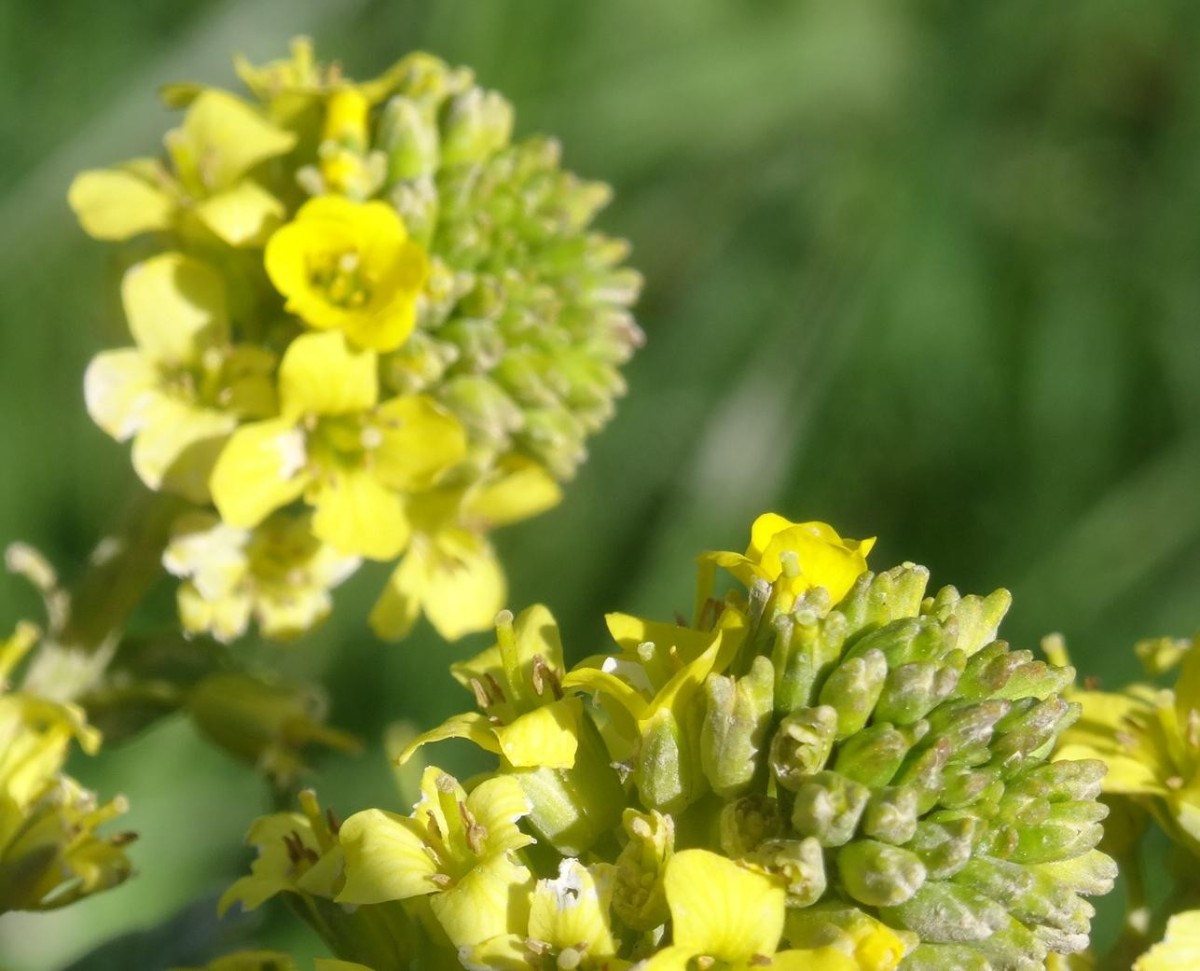 (3) Blüten.JPG