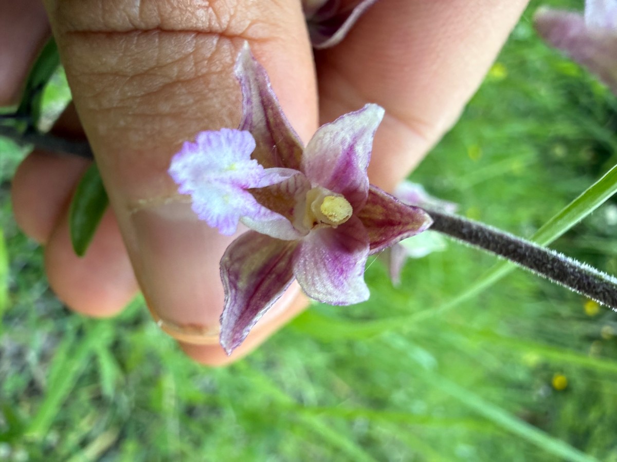 Blüte von vorne