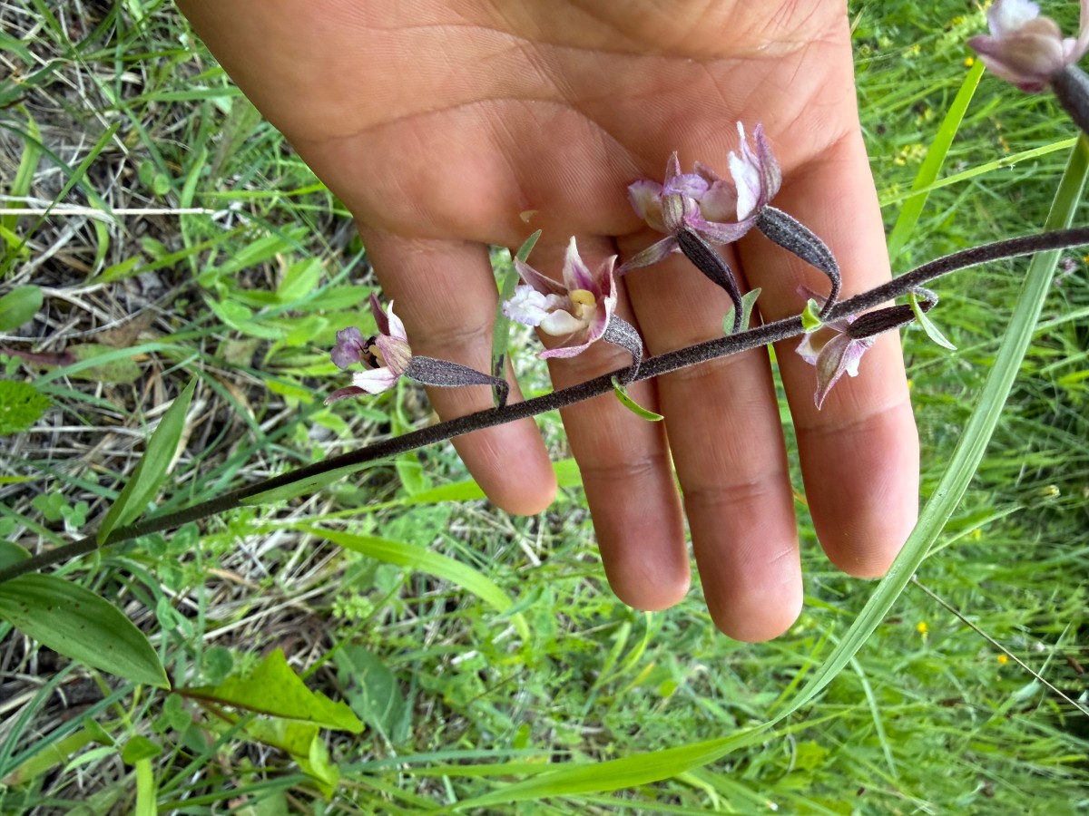 Blüte + Stängel