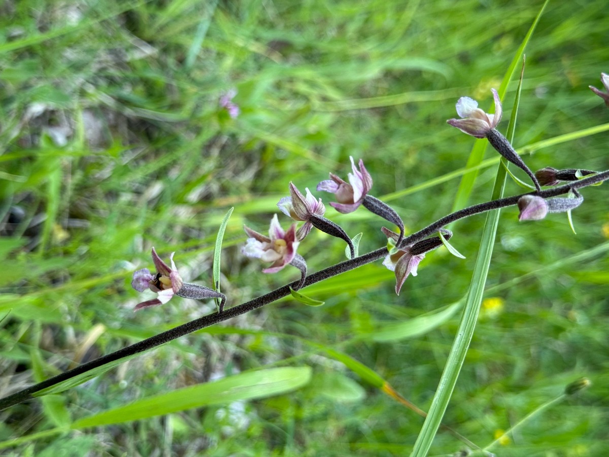 Blüte + Stängel