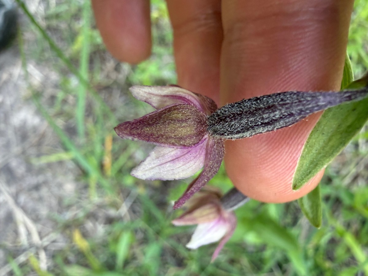 Blüte von hinten