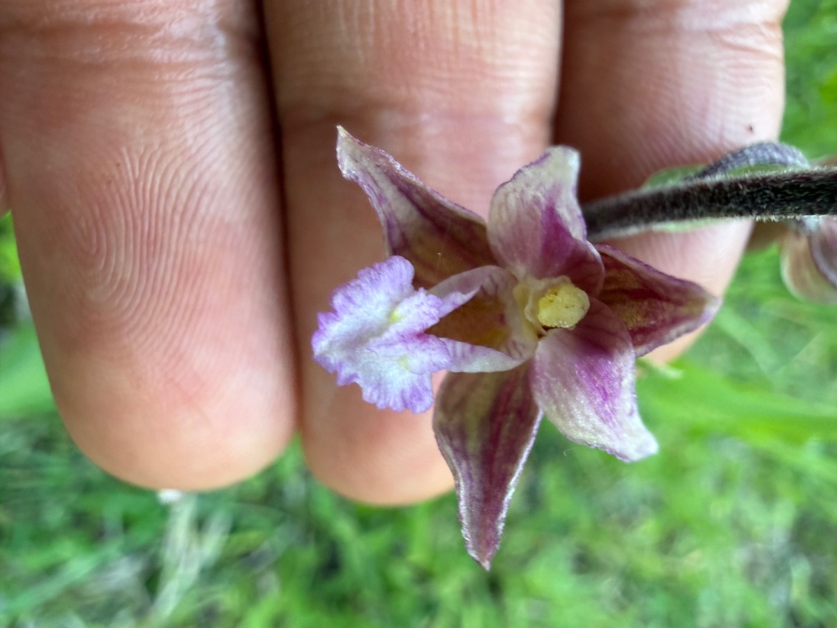 Blüte von vorne