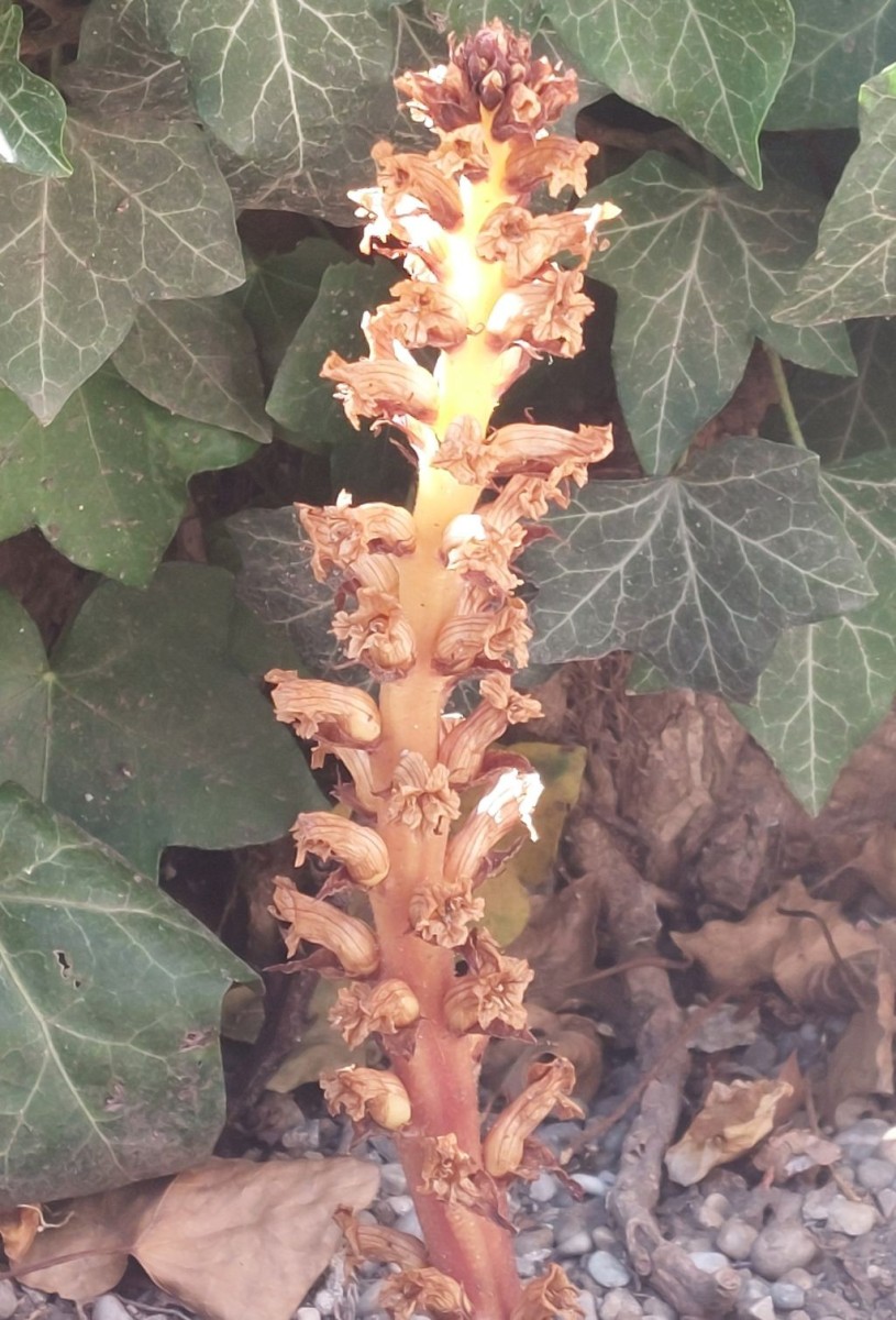 20260625_Orobanche hederae 1 Augsburg.jpg