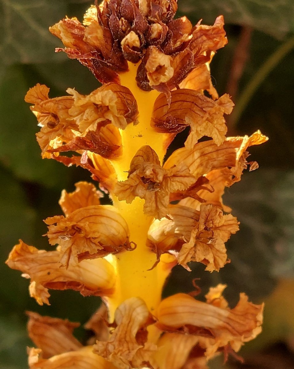 20260625_Orobanche hederae 2 Augsburg.jpg