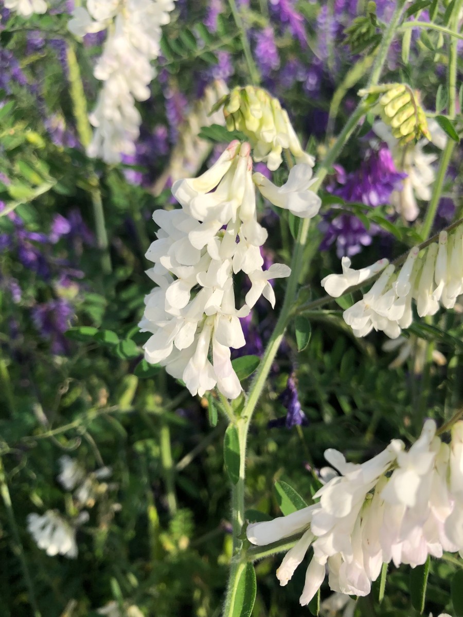 IMG_5678.jpeg
