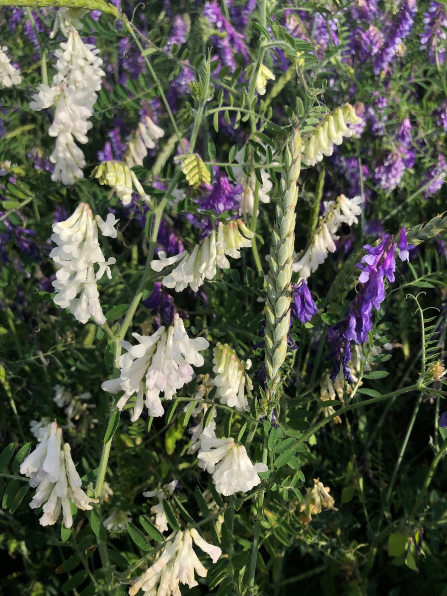 IMG_5676.jpeg