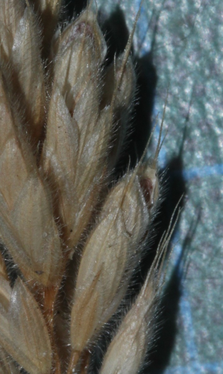 detail.JPG