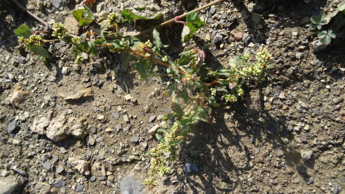 (1) Habitus.JPG