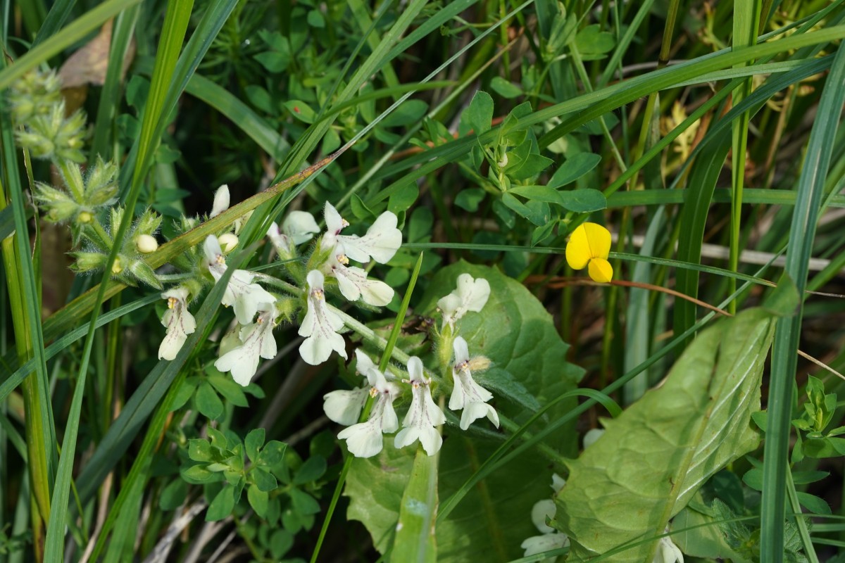 DSC01009.JPG