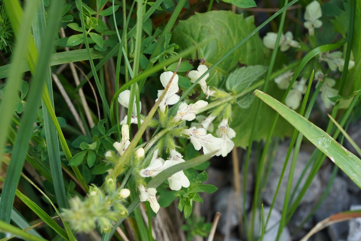 DSC01011.JPG