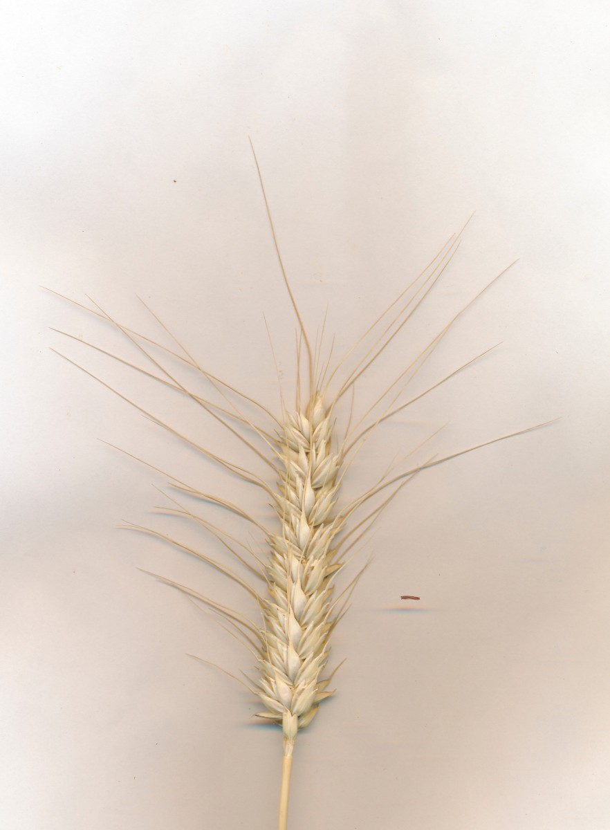 Triticum_01.jpg