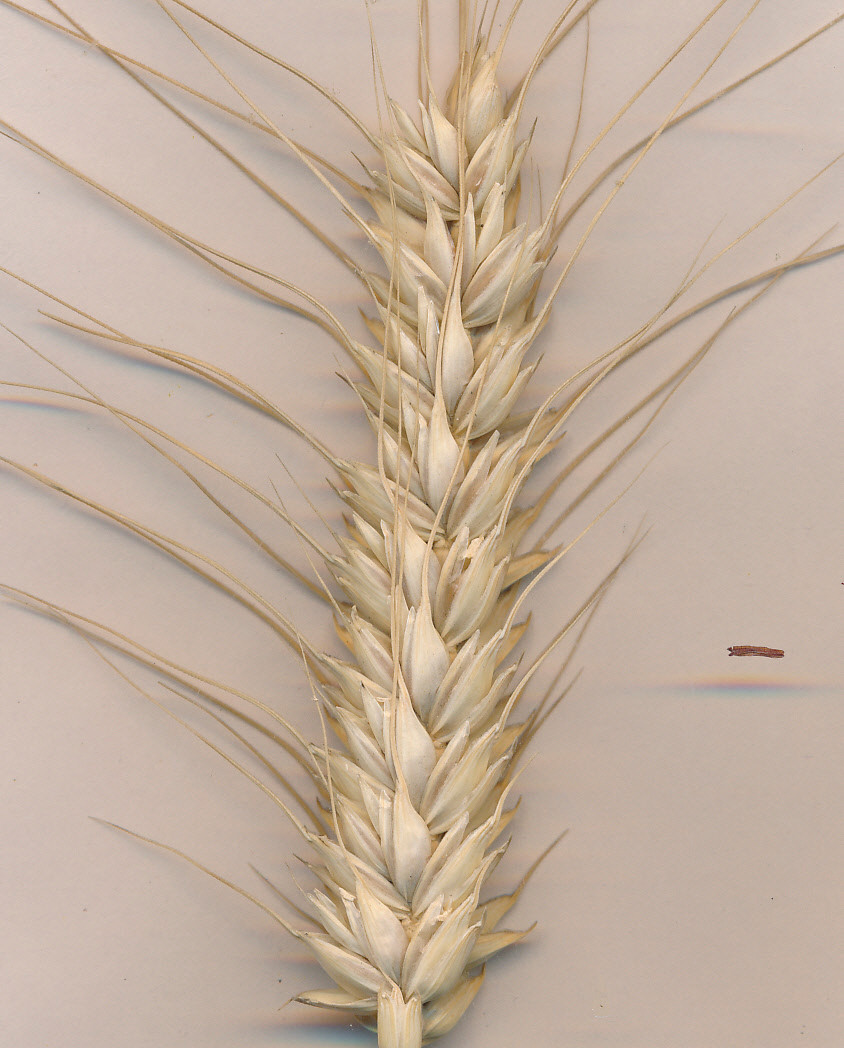 Triticum_02.jpg