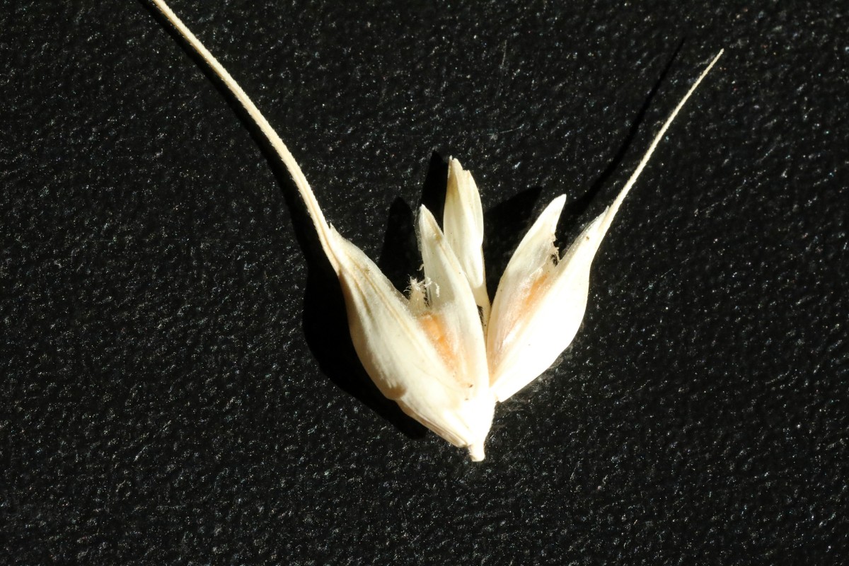 Triticum_03.jpg