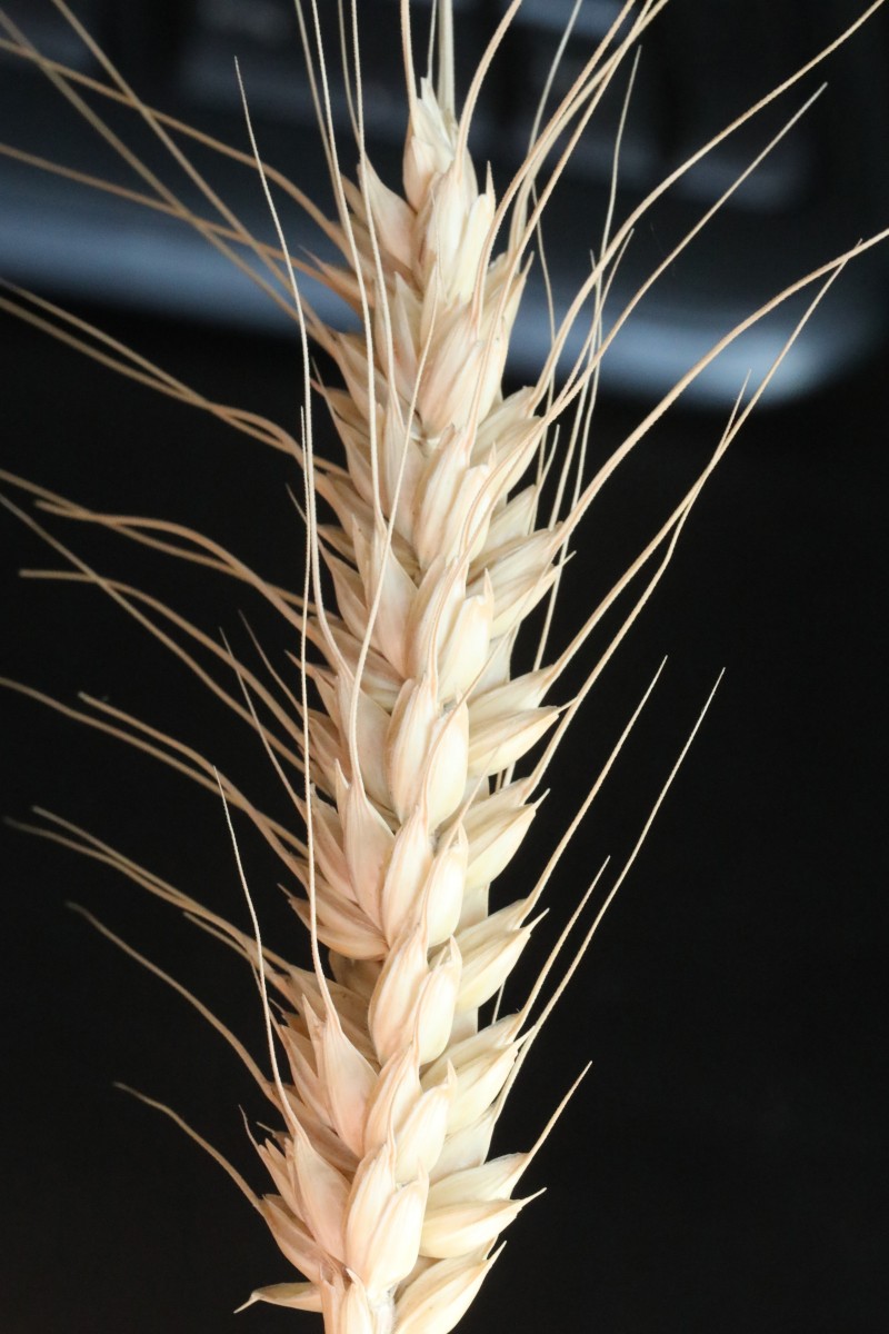 Triticum_04.jpg