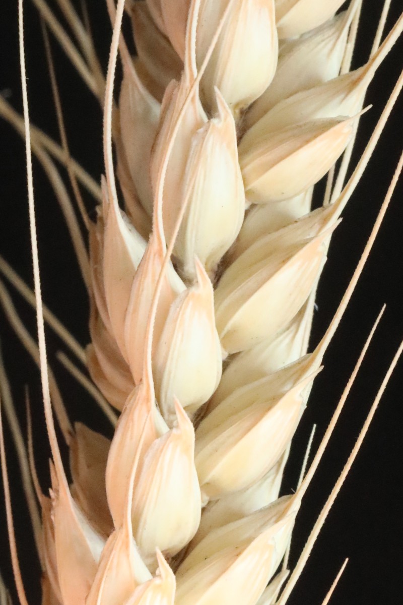 Triticum_05.jpg