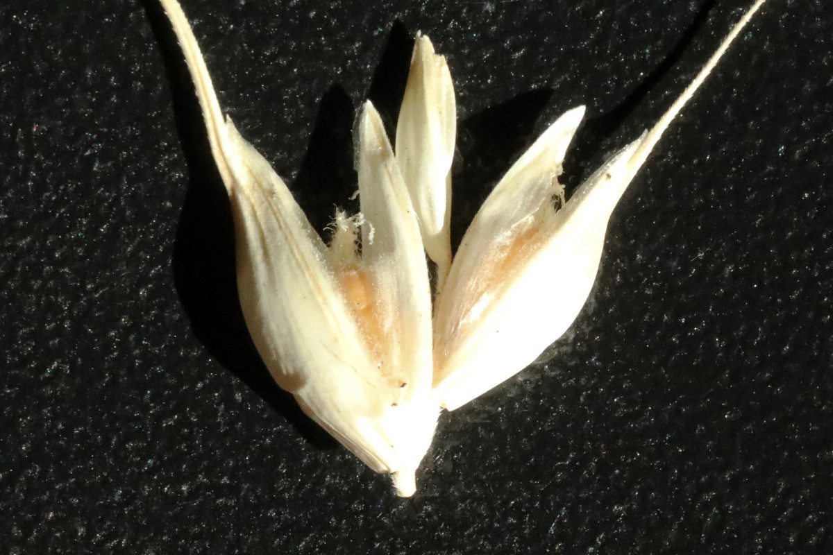 Triticum_06.jpg