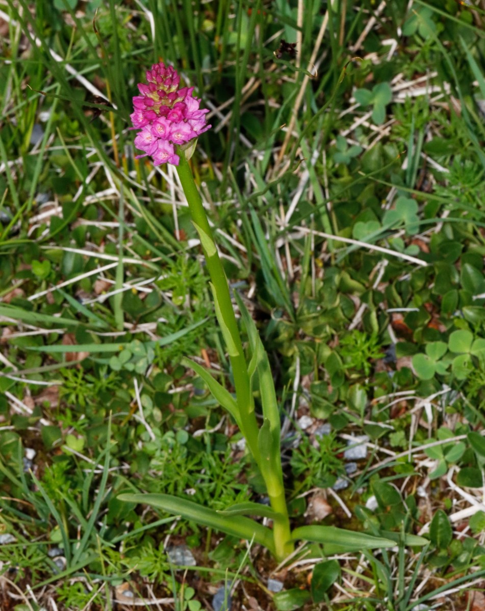 Gymnigritella sp Passo Foscagno 2300 m A01.JPG