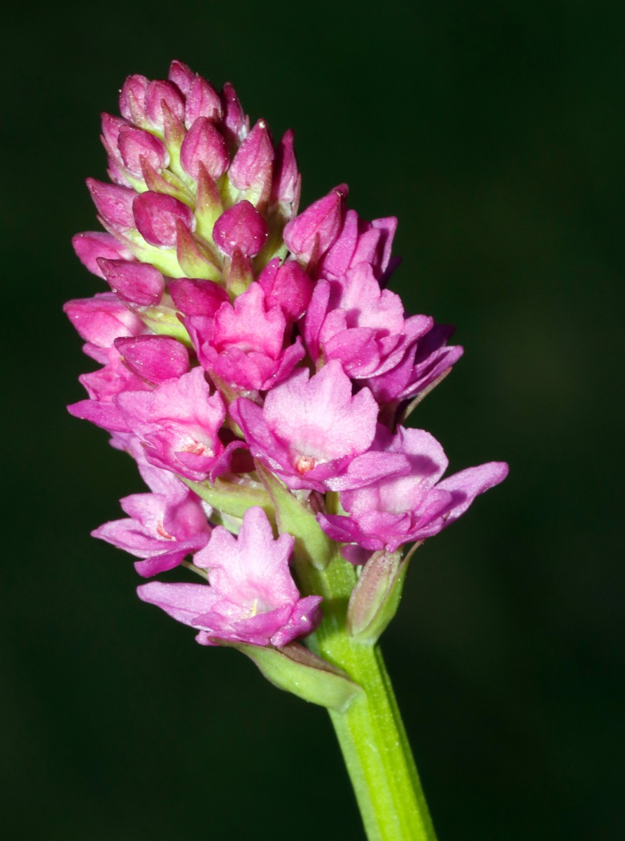 Gymnigritella sp Passo Foscagno 2300 m A05.JPG