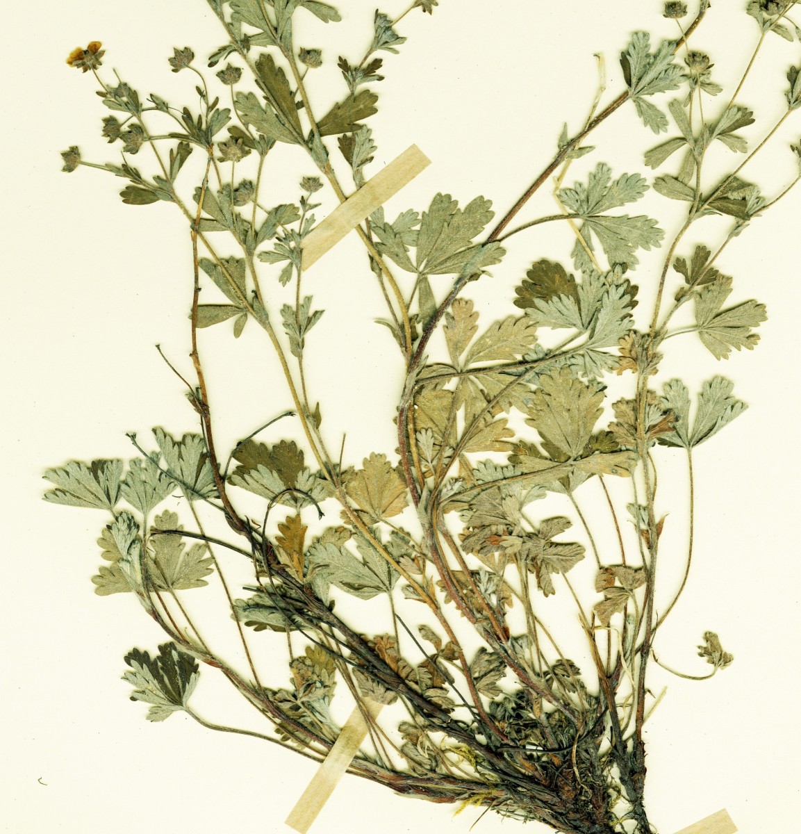 STR040877-Potentilla leucopolitana Lectotypus STR 8070 Ausschnitt.jpg