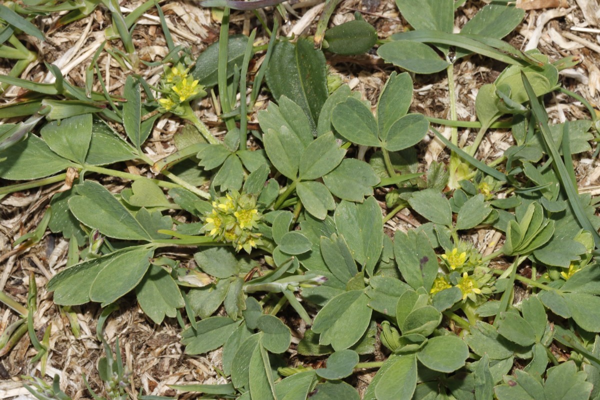Sibbaldia procumbens Gaviapass Nord 2600m A06.JPG