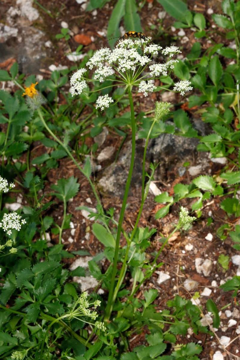 Hladnikia pastinacifolia SLO BG Juliana A04.JPG