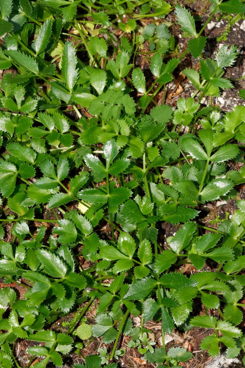 Hladnikia pastinacifolia SLO BG Juliana A05.JPG
