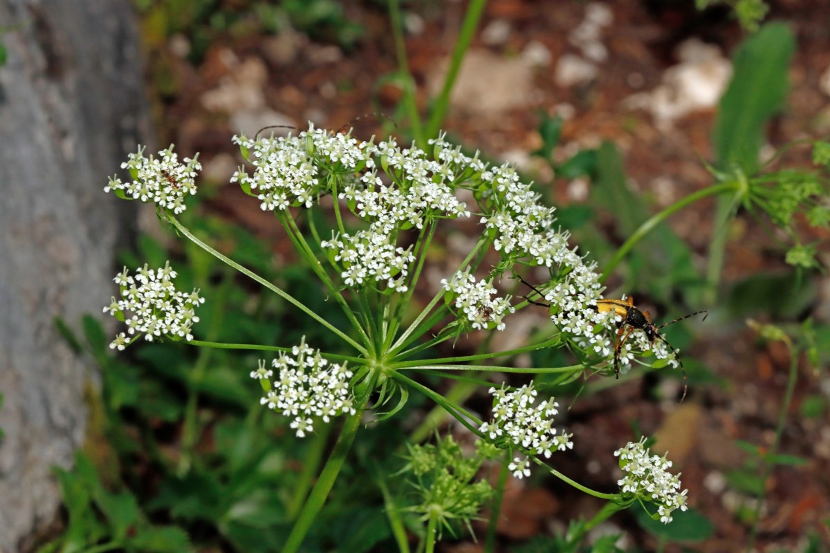 Hladnikia pastinacifolia SLO BG Juliana A07.JPG