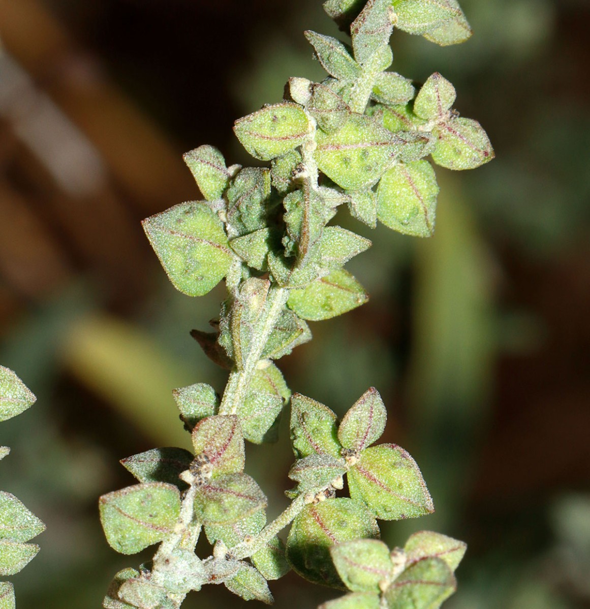 Atriplex oblongifolia Oggersheim S BGE Klinik A1.jpg