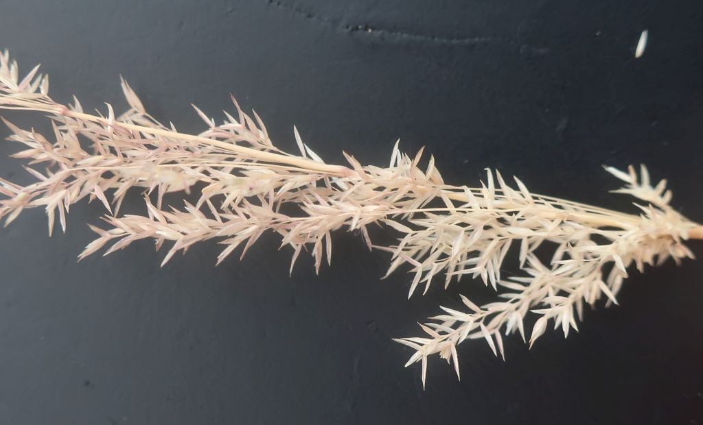 Agrostis stolonifera_Merching_2026-07-02.jpg