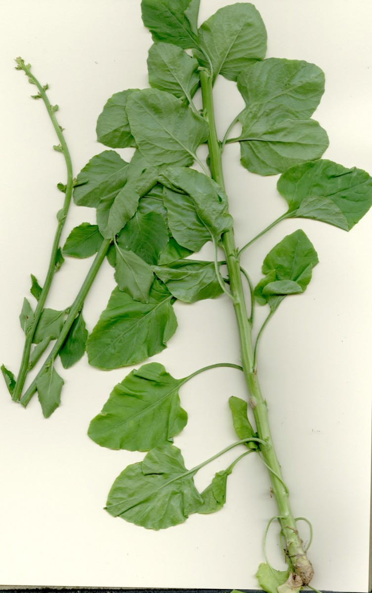 SPR-Campanula-2026-07-02001.jpg
