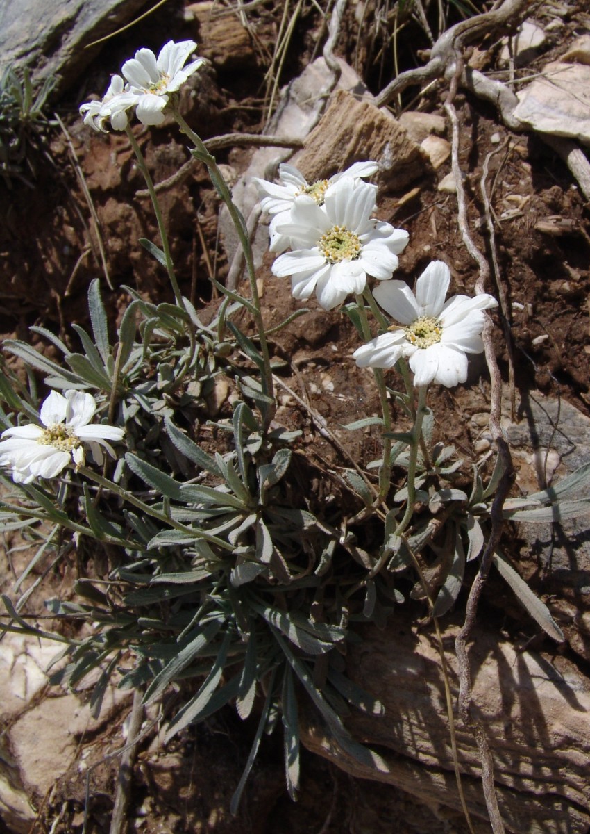 Achillea ageratifolia Phalakron 1500m G79.jpg