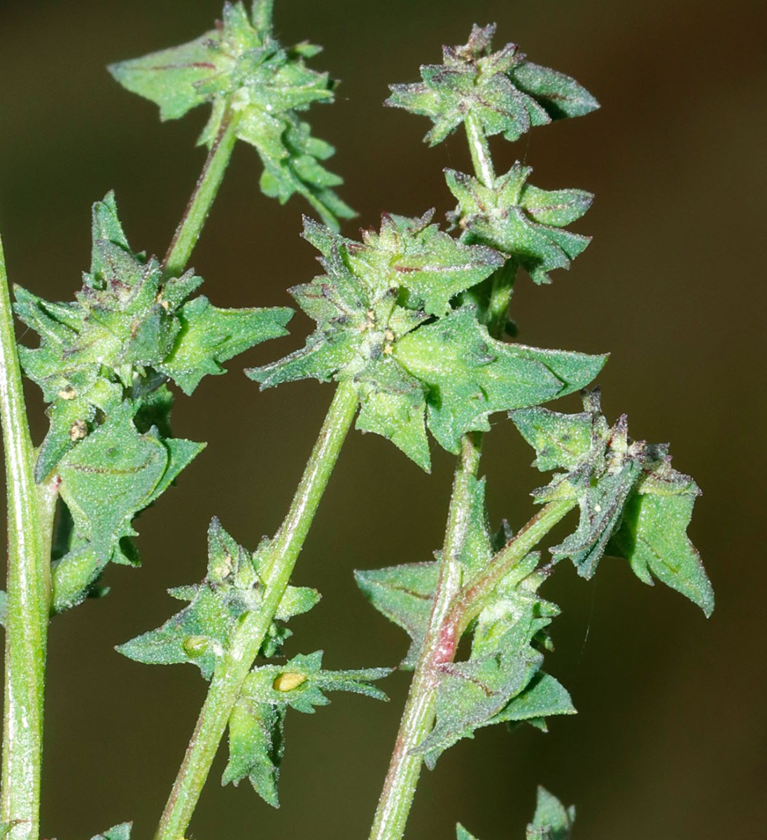 Atriplex patula Oggersheim S BGE Klinik A2.jpg