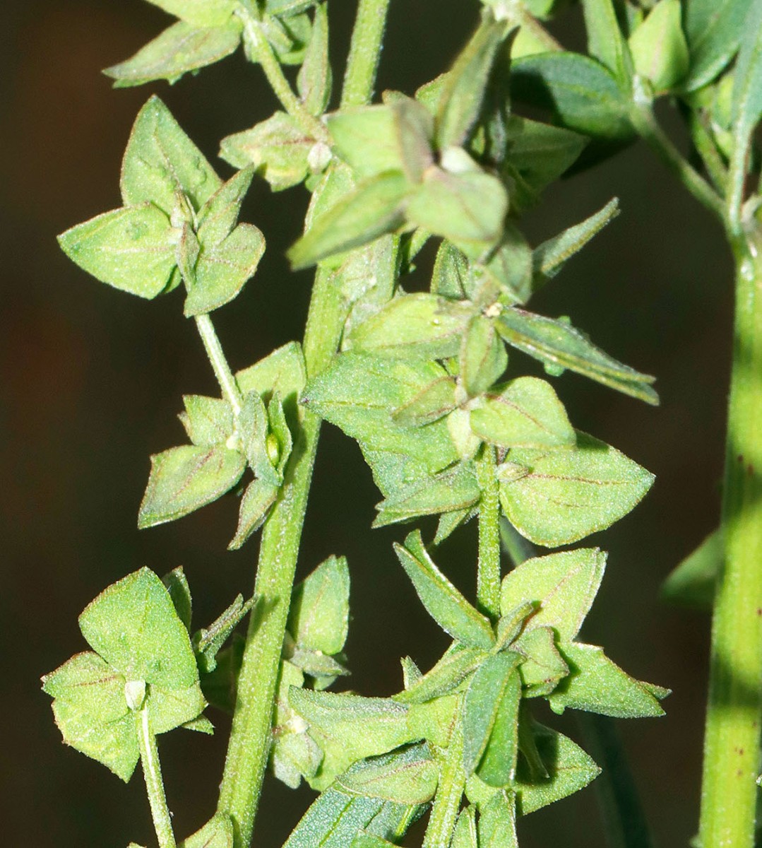 Atriplex x northusana Oggersheim S BGE Klinik A4.jpg