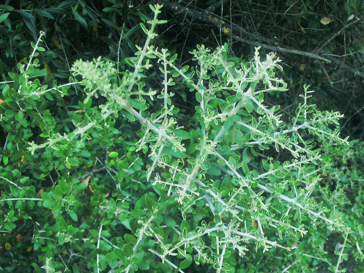Olea europaea var. oleaster-a_07-2011.jpg