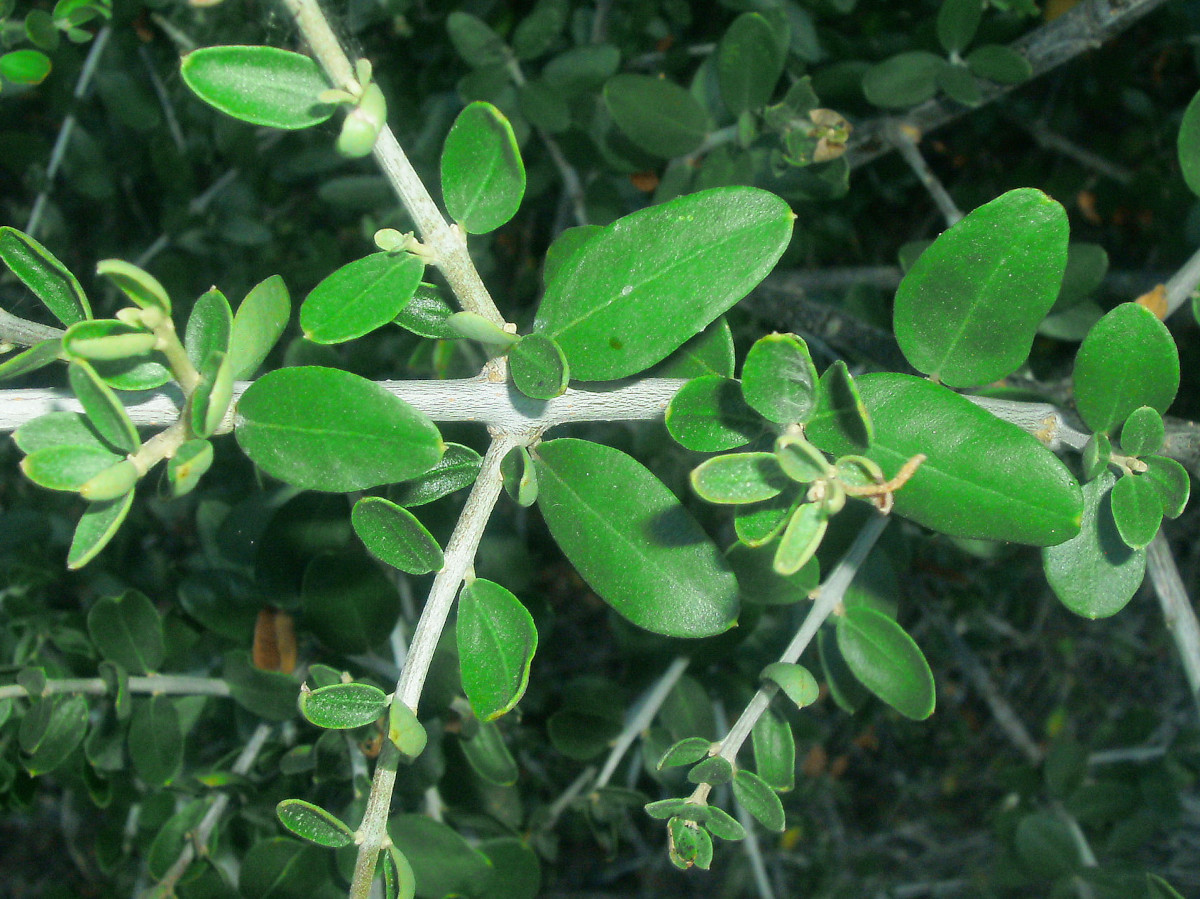 Olea europaea var. oleaster-b_07-2011.jpg