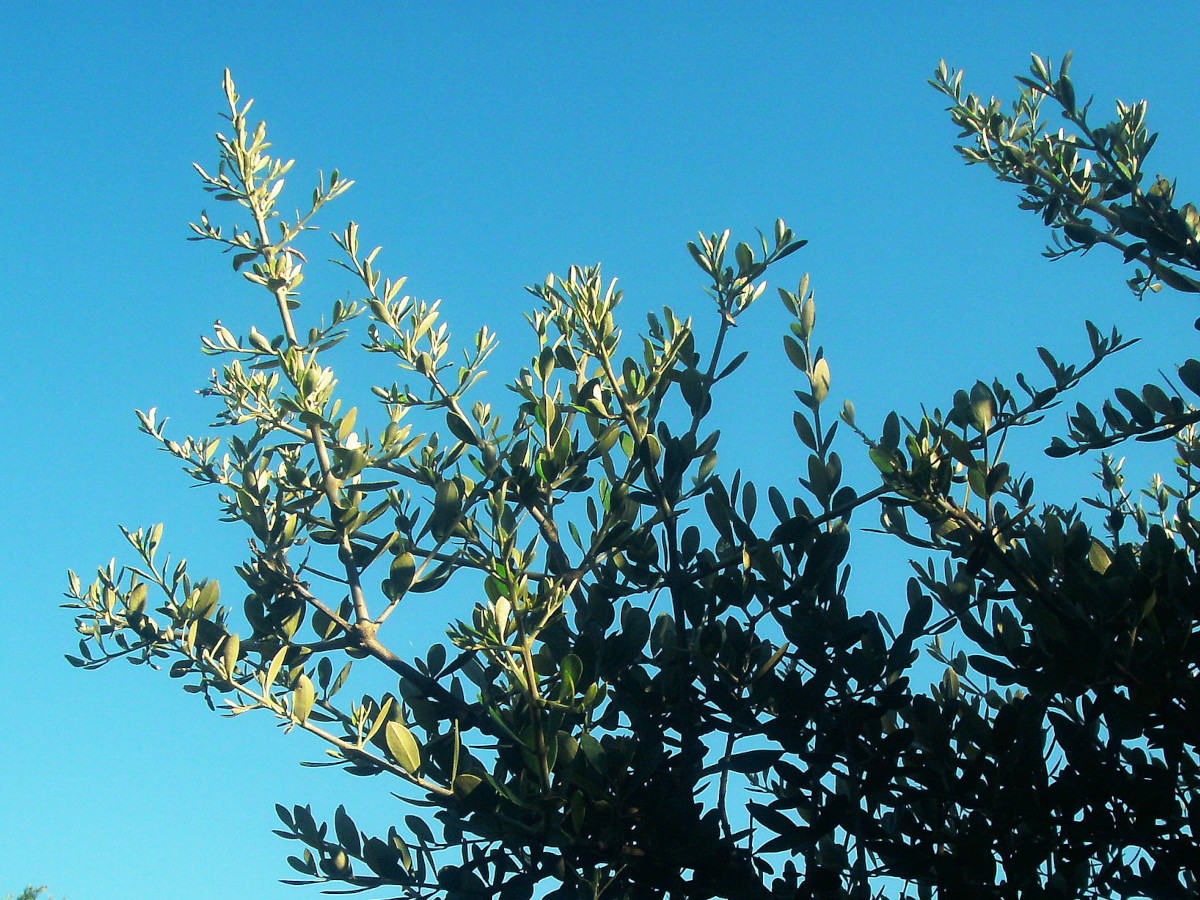 Olea europaea var. oleaster-c_07-2011.jpg
