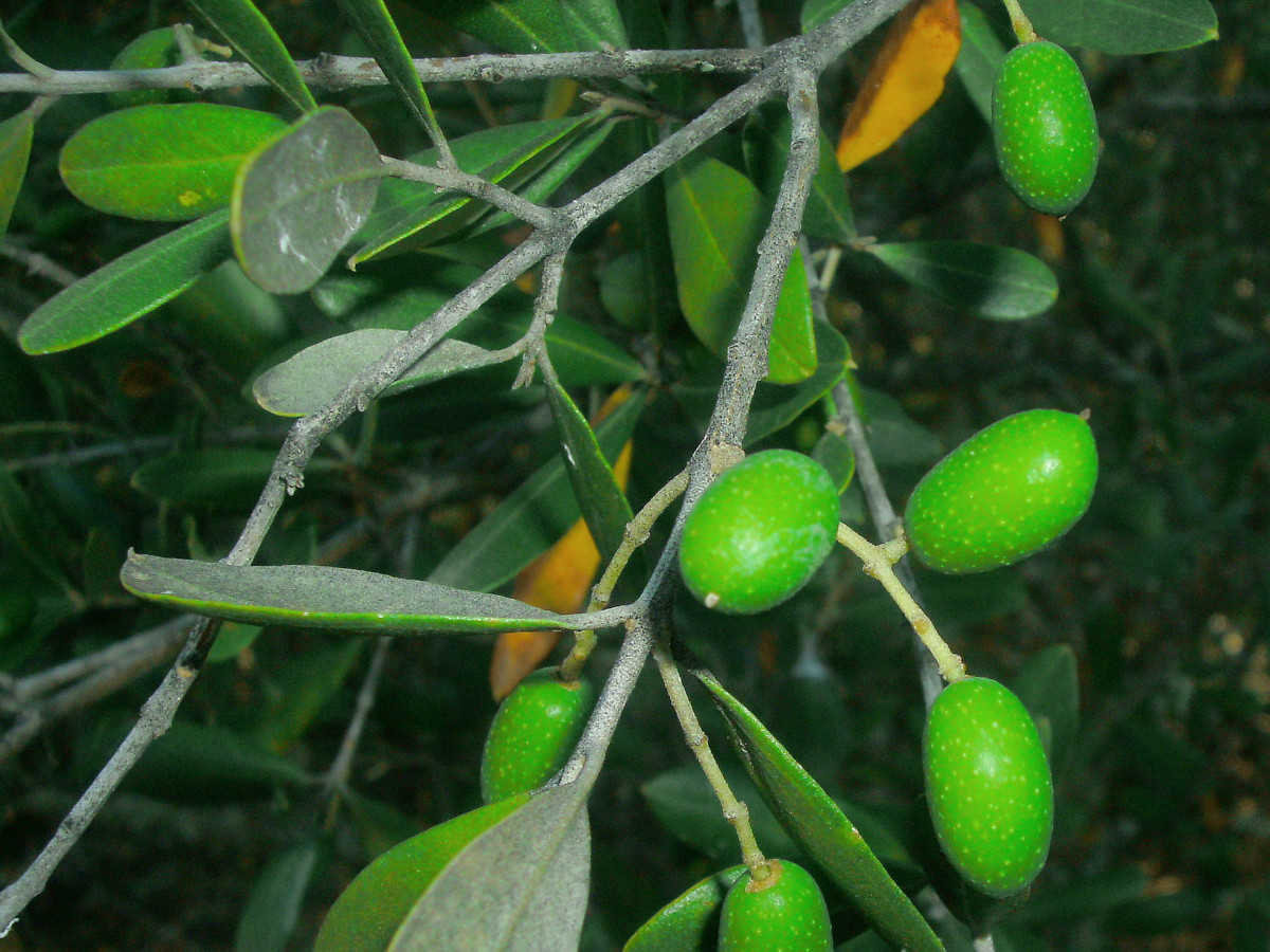 Olea europaea var. oleaster-d_07-2011.jpg
