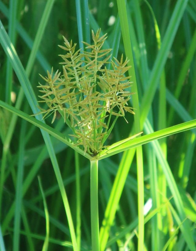 Cyperus esculentus 6_Pestenacker_2026-07-10.jpg