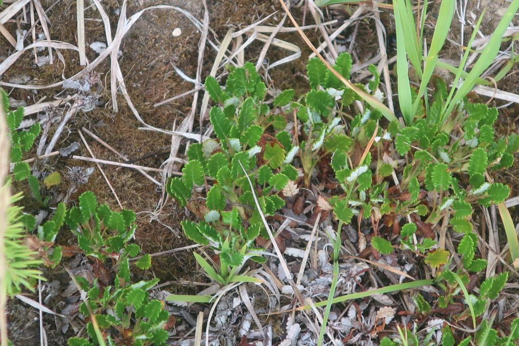 2026-07-03_Dryas octopetala 2_Wertach-Heide.jpg