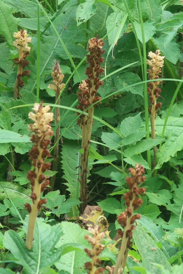 2026-07-03_Orobanche reticulata var pallidiflora 10_Wertach-Heide.jpg