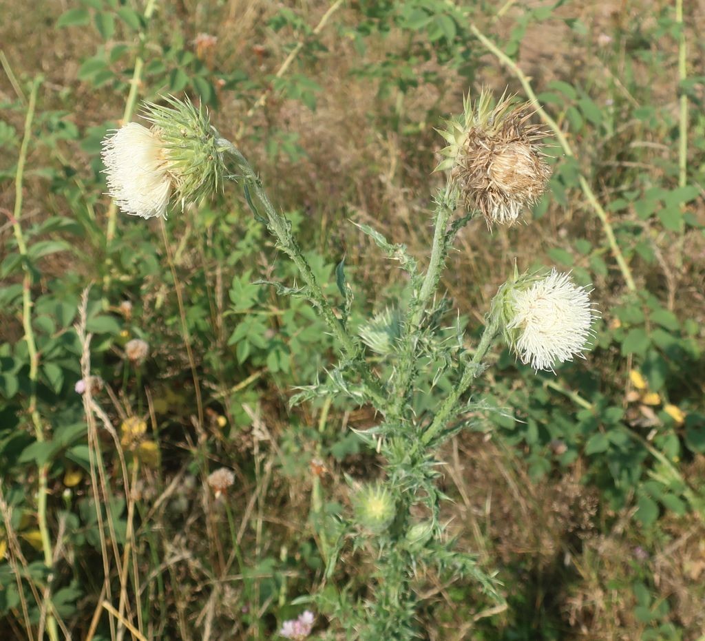 2026-07-14_Carduus nutans ssp nutans 2_Hallstadt NSG Boerstig.jpg